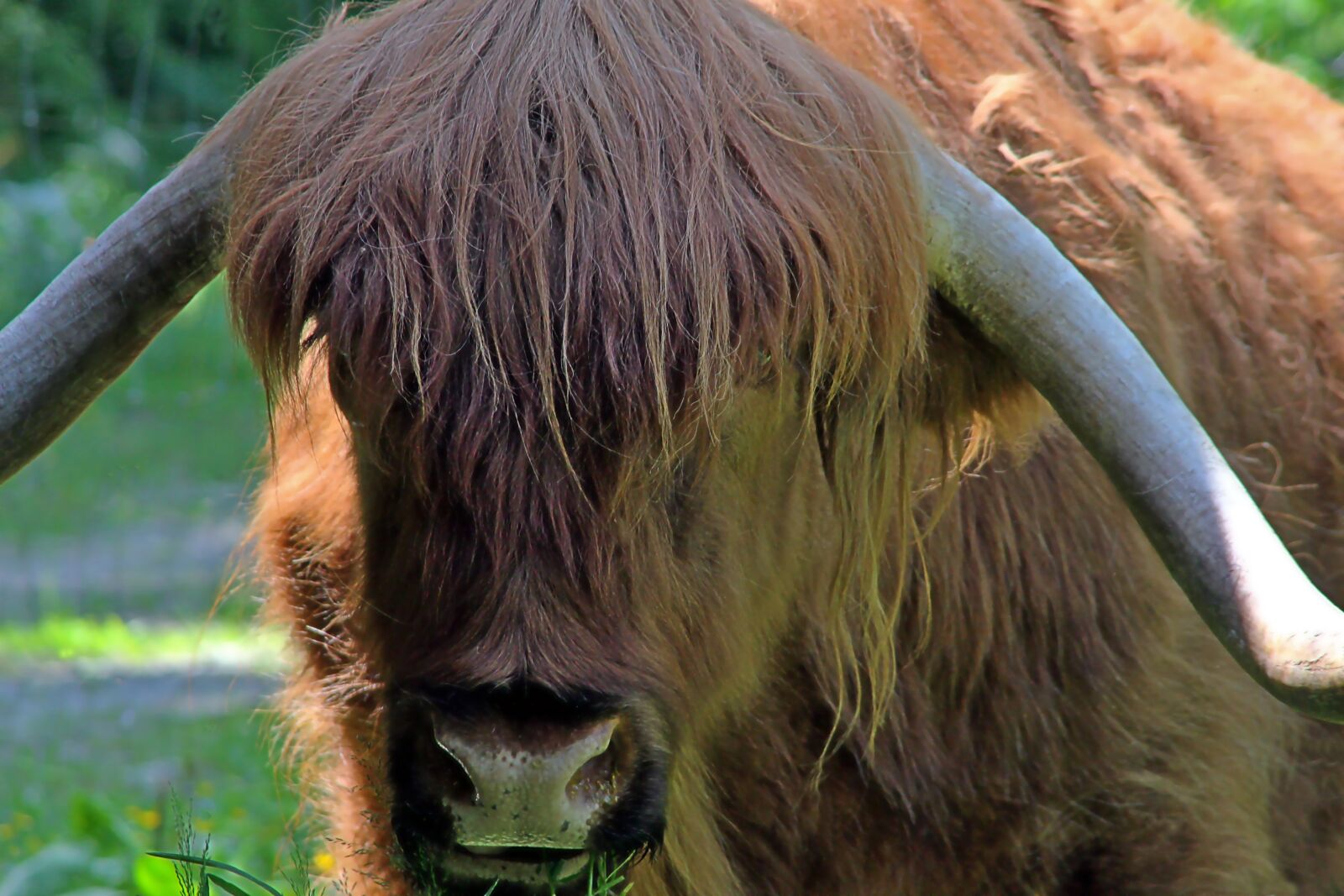 Canon EOS 650D (EOS Rebel T4i / EOS Kiss X6i) sample photo. Animal, portrait, horn photography