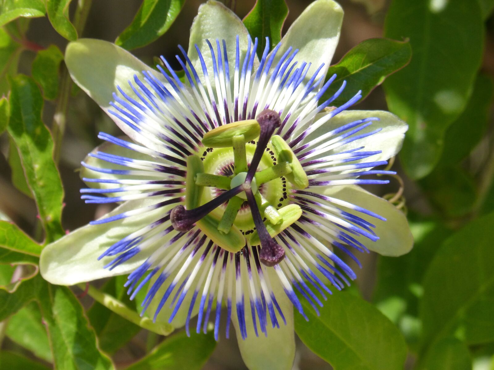 Panasonic DMC-FZ62 sample photo. Passiflora caerulea, passiflora, passion photography