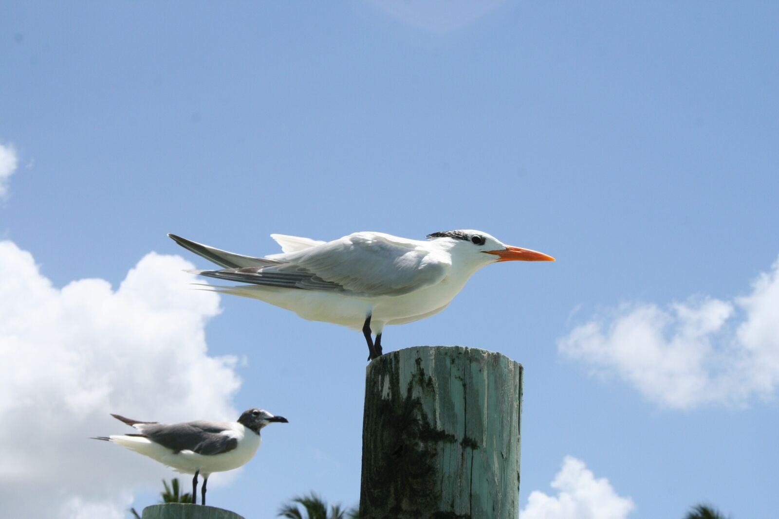Canon EOS 350D (EOS Digital Rebel XT / EOS Kiss Digital N) sample photo. Gull, bird, flying photography