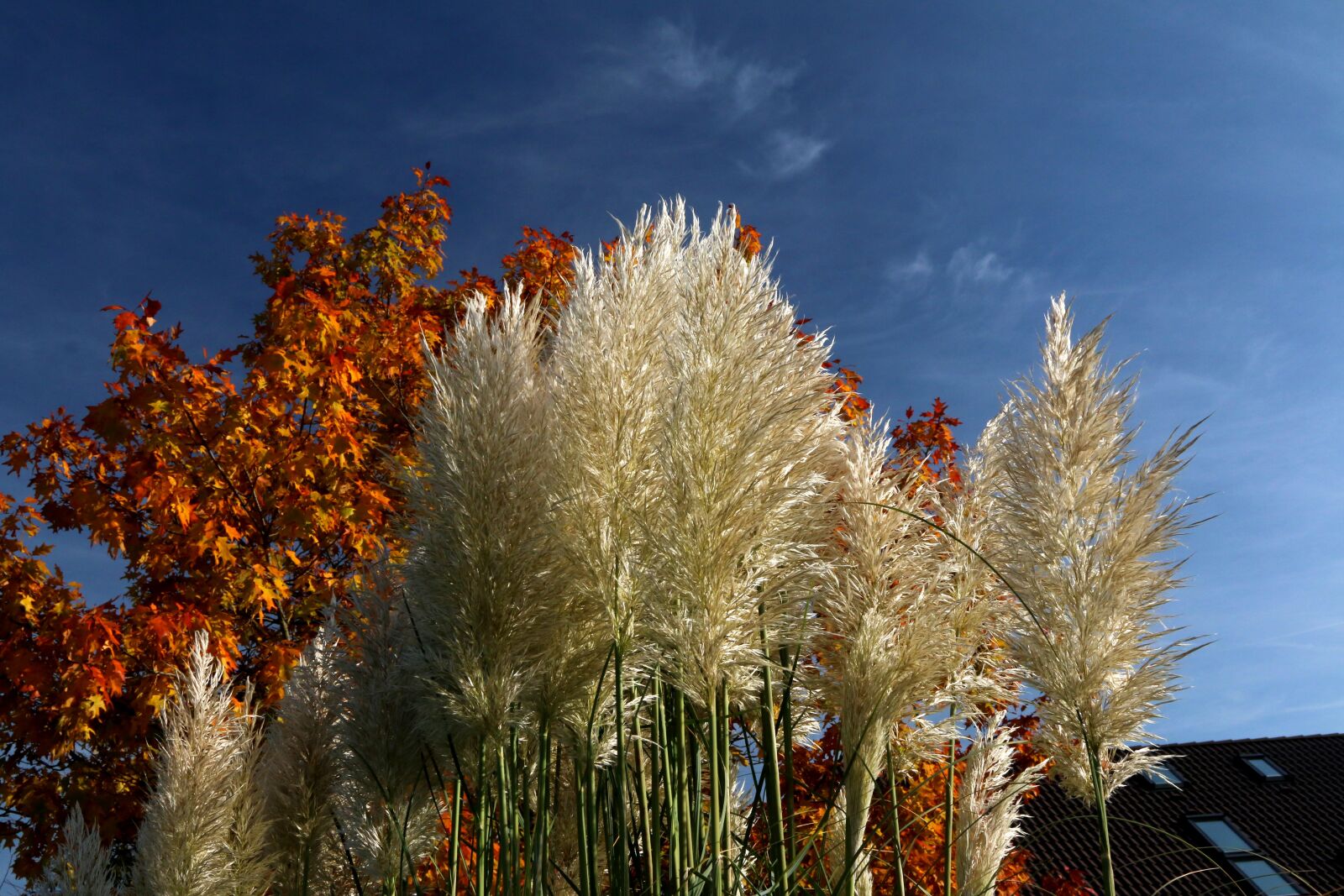 Canon EOS 70D + Canon EF 24-105mm F4L IS USM sample photo. Reed, grasses, plant photography