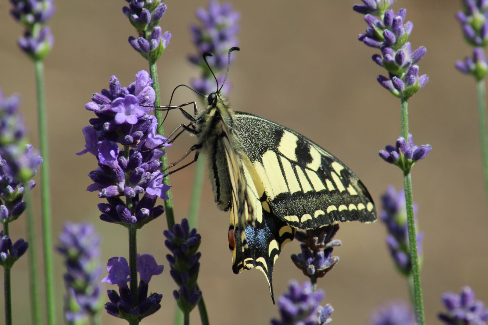 Canon EOS 1200D (EOS Rebel T5 / EOS Kiss X70 / EOS Hi) sample photo. Swallowtail, butterfly, lavender photography