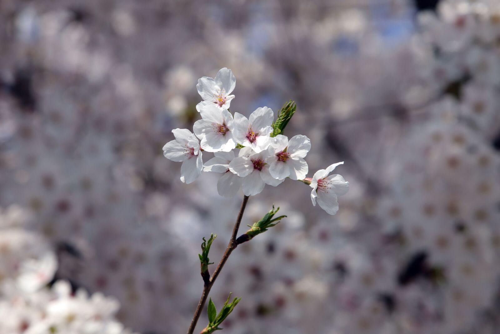 Canon EOS 6D Mark II + Canon EF 70-200mm F2.8L USM sample photo. Cherry blossom, spring, flowers photography