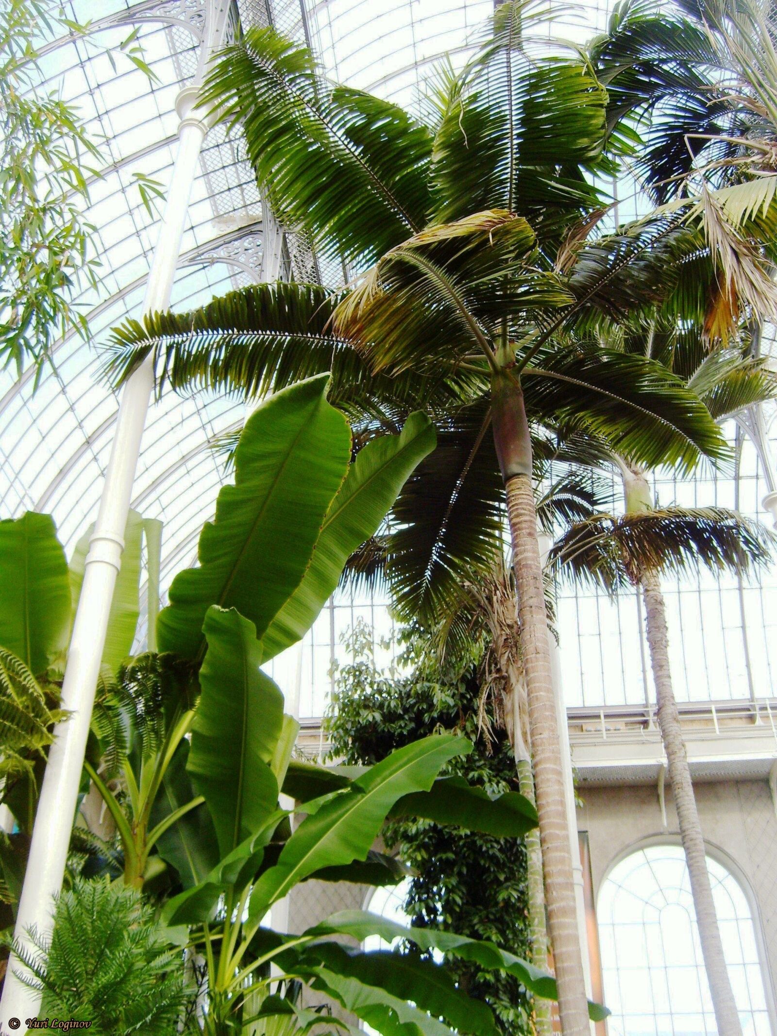 Samsung Digimax S700 / Kenox S700 / Digimax Cyber 730 sample photo. Edinburgh, royal, botanic, garden photography