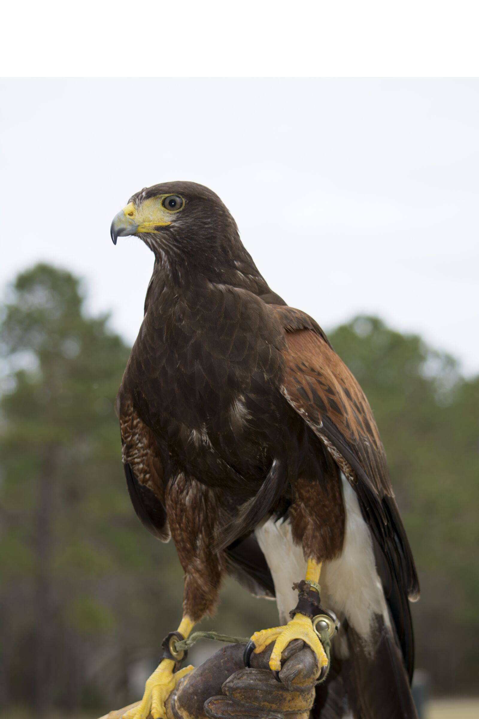 Nikon D7100 sample photo. Hawk, falconry, bird photography