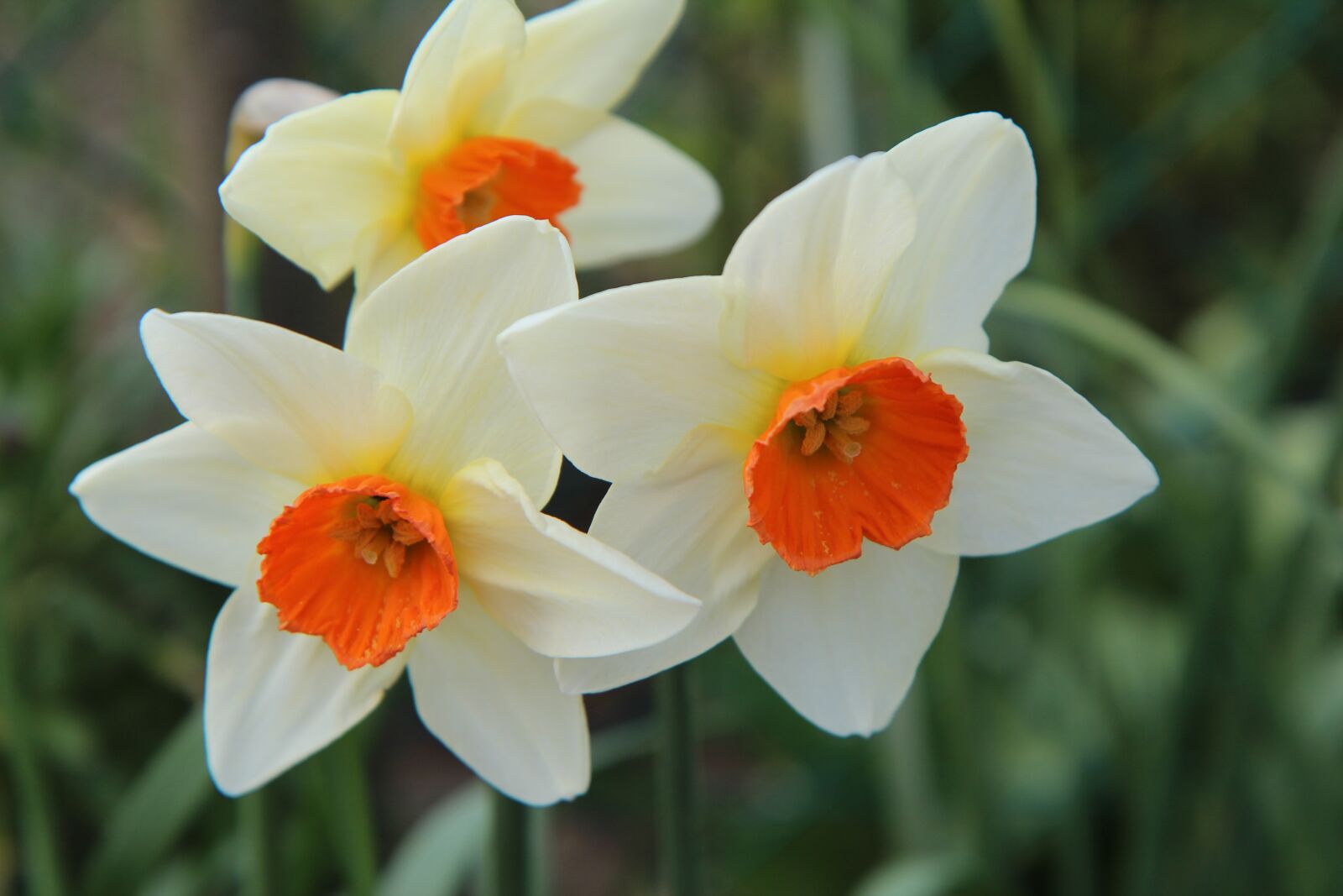 Canon EOS 600D (Rebel EOS T3i / EOS Kiss X5) sample photo. Narcissus, spring, daffodil photography