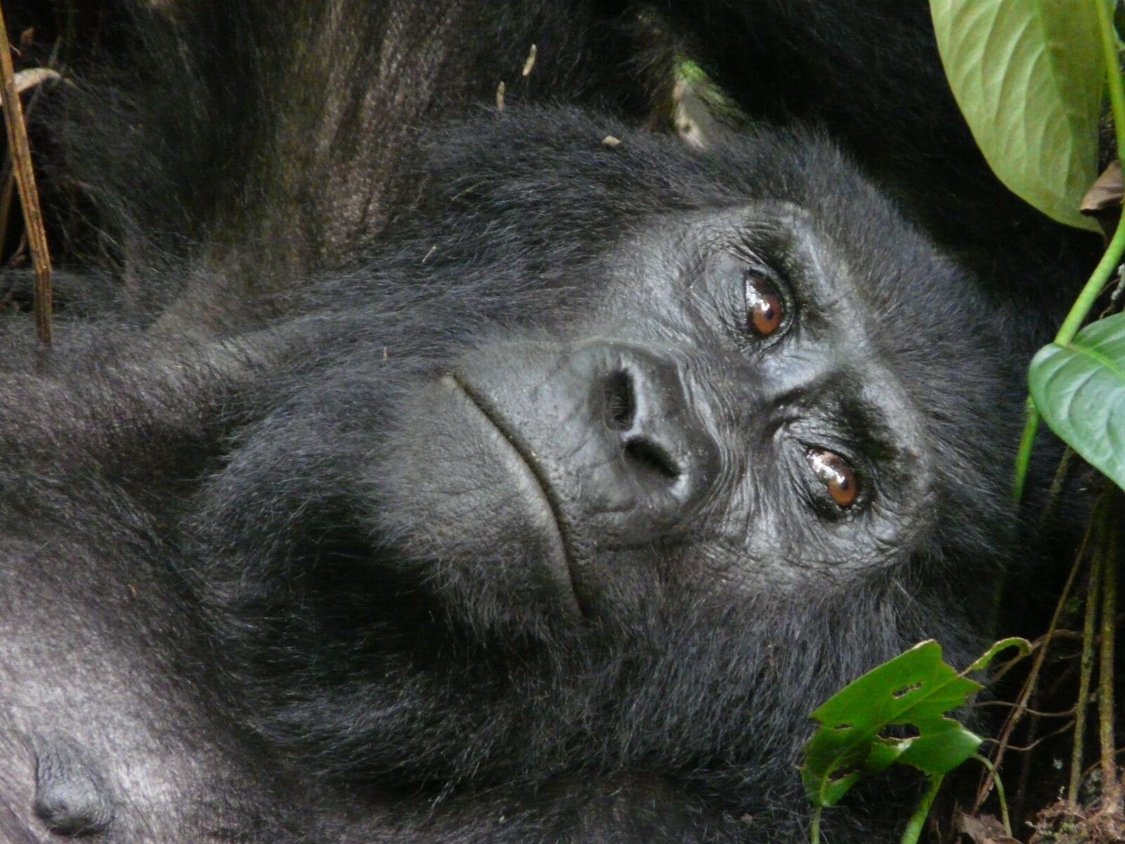 Panasonic DMC-FZ18 sample photo. Mountain, gorilla, beringei photography