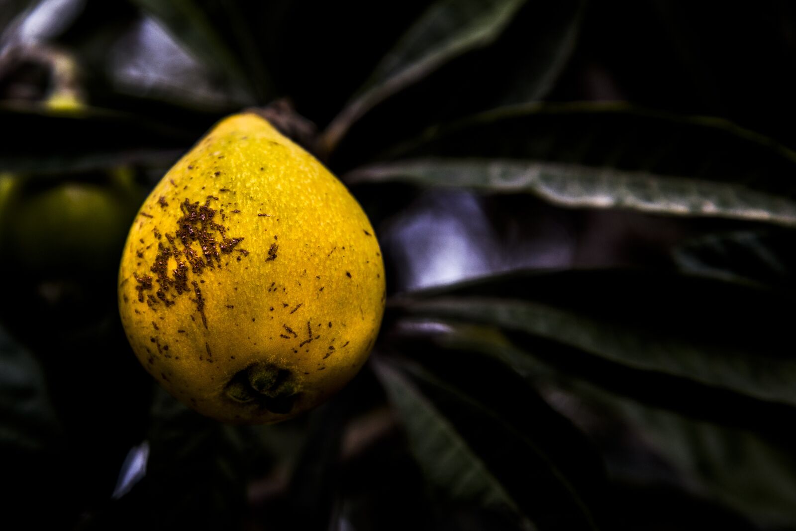 Canon EOS 6D + Canon EF 24-105mm F4L IS USM sample photo. Fruit, plant, blur photography