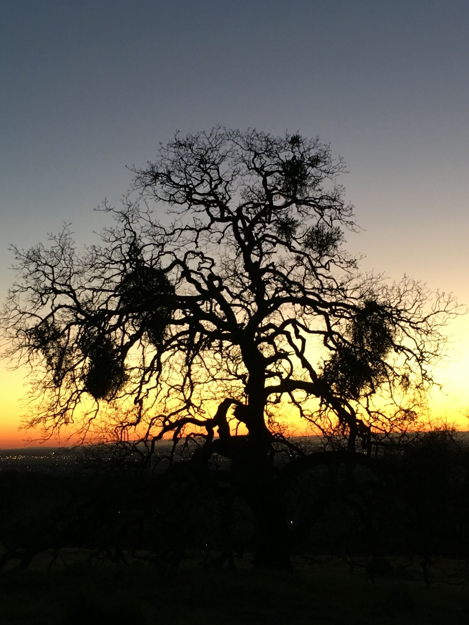 Apple iPhone 6s sample photo. Sunset, oak trees, nature photography