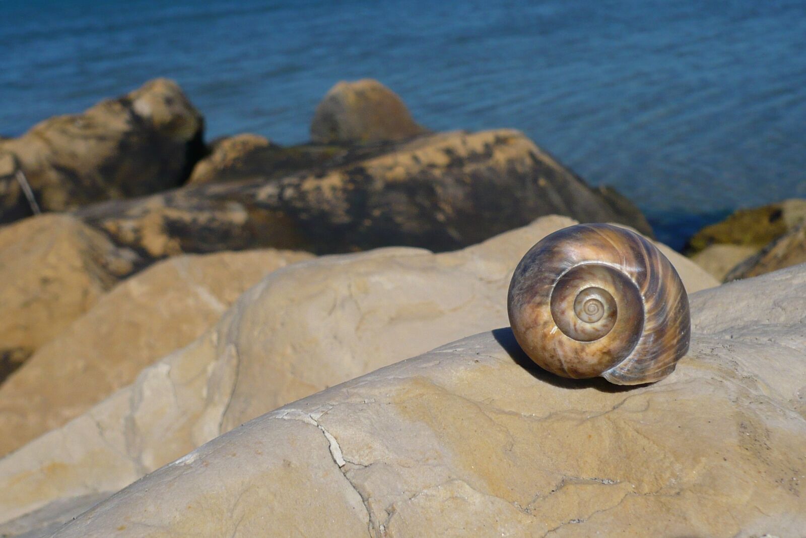 Panasonic DMC-FX12 sample photo. Snail, beach, vacations photography