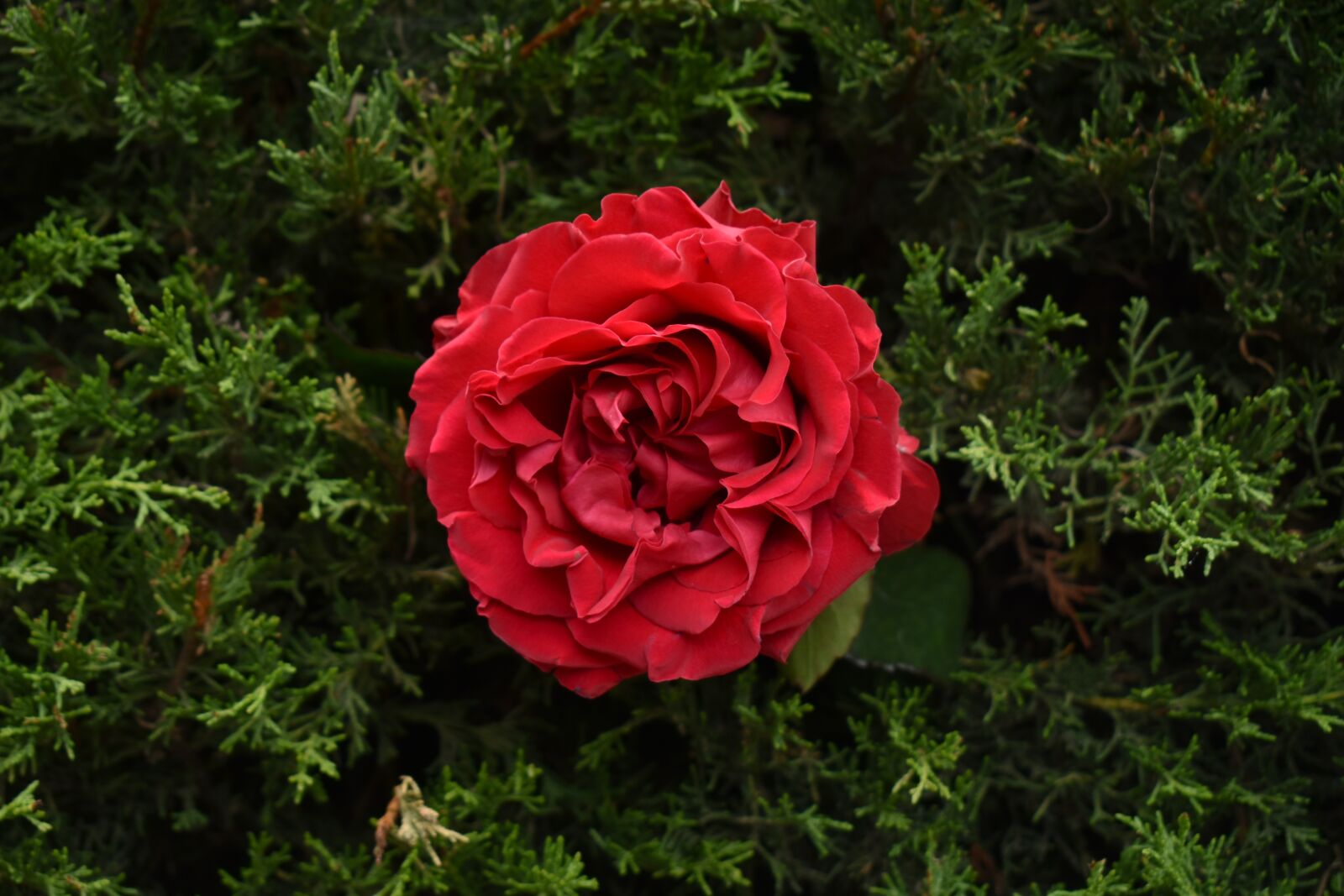 Nikon D3500 sample photo. Red, rose, roses photography
