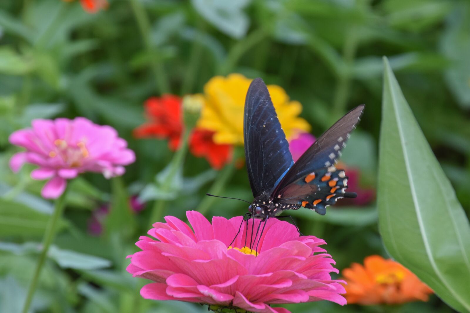 Nikon D7200 sample photo. Dahlia, flower, butterfly photography