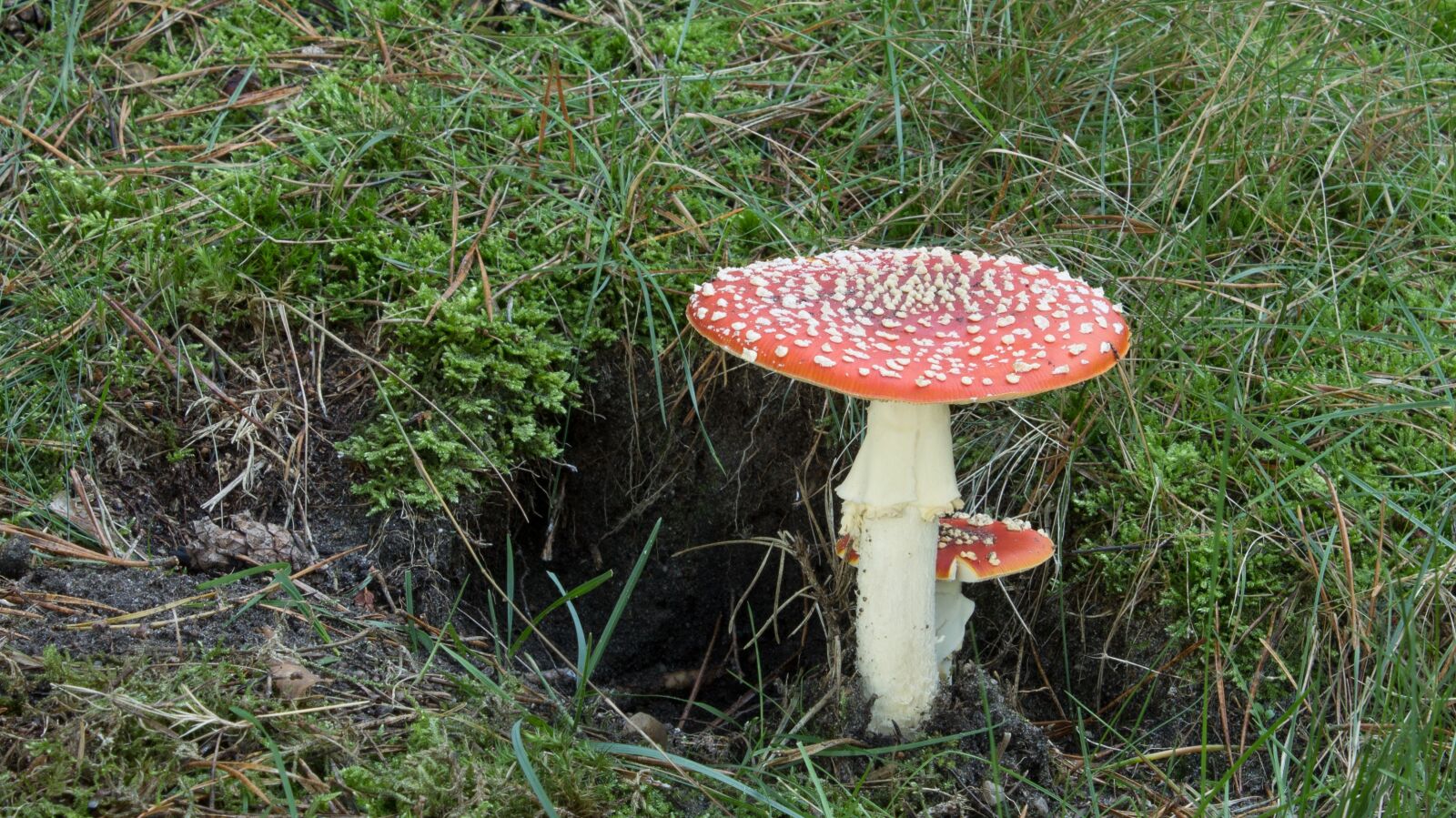 Canon EOS 1100D (EOS Rebel T3 / EOS Kiss X50) sample photo. Fly agaric, mushroom, autumn photography