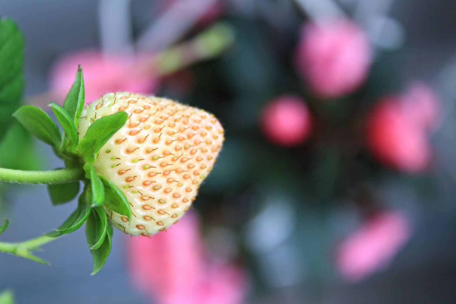 Canon EOS 1300D (EOS Rebel T6 / EOS Kiss X80) sample photo. Strawberry, flowers, colors photography