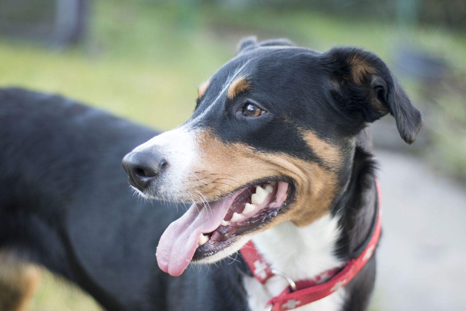 Canon EF 50mm F1.8 STM sample photo. Appenzeller sennenhund, sennenhund, schweizer photography