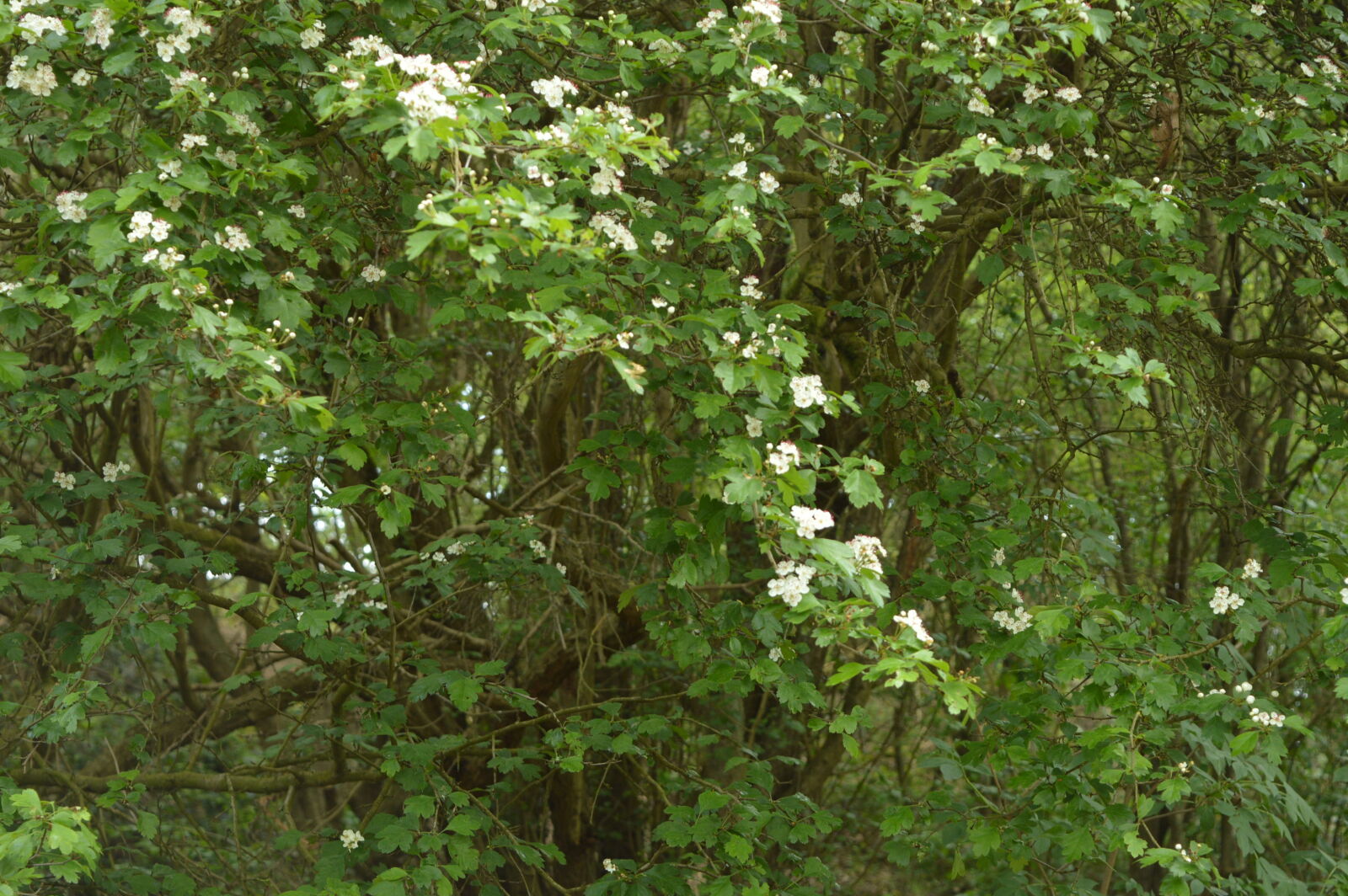Nikon D3200 sample photo
