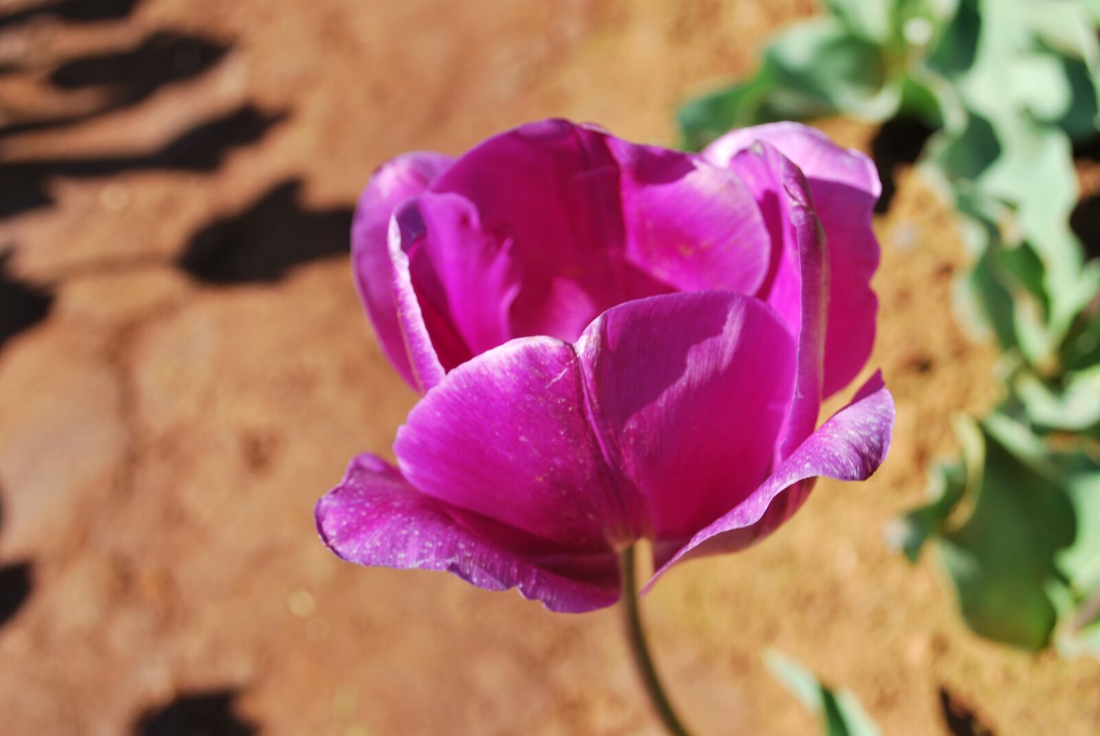 Nikon D60 sample photo. Tulip, flower, colourful photography