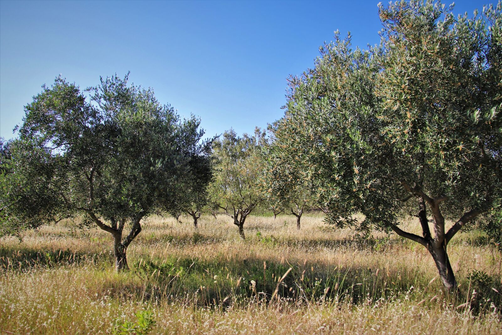 Canon EOS 80D sample photo. The olive tree, olive photography