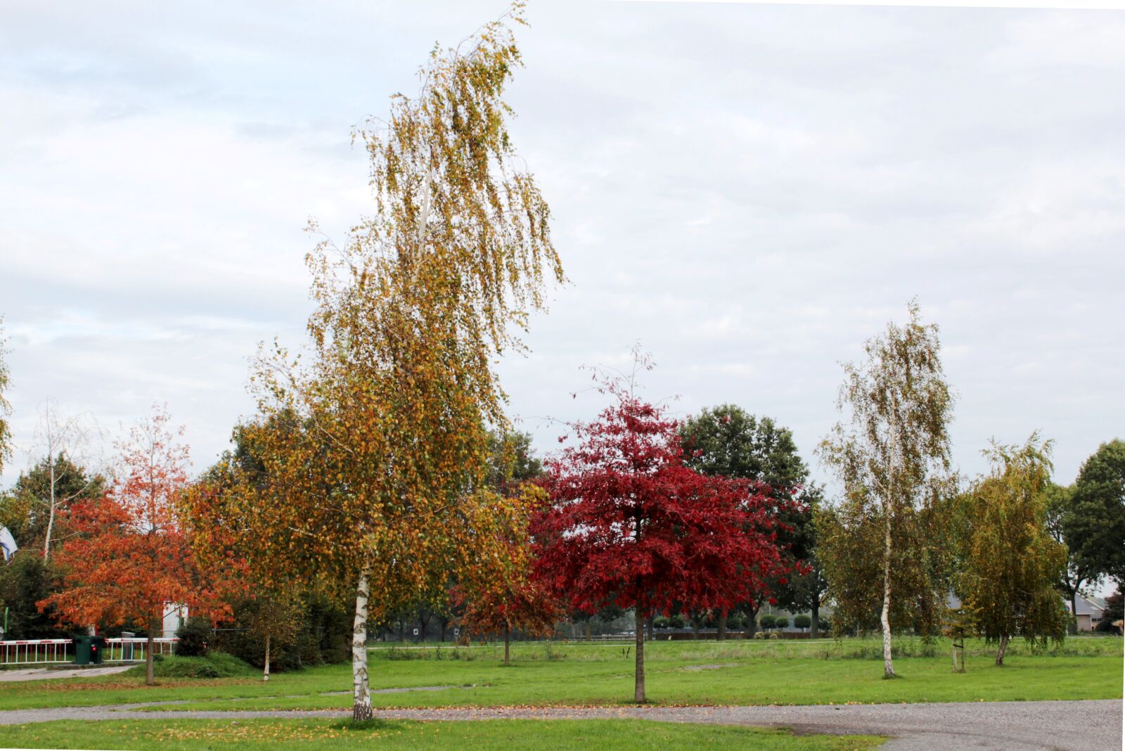 Canon EOS 600D (Rebel EOS T3i / EOS Kiss X5) sample photo. Birch, american oak, fall photography