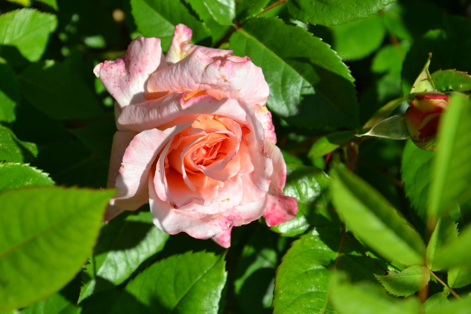 Nikon D3100 sample photo. Rose, garden, bloom photography