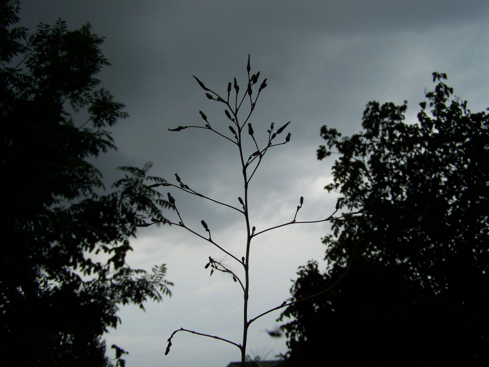 Kodak EASYSHARE ZD710 ZOOM DIGITAL CAMERA sample photo. Magic, mystic, nature photography