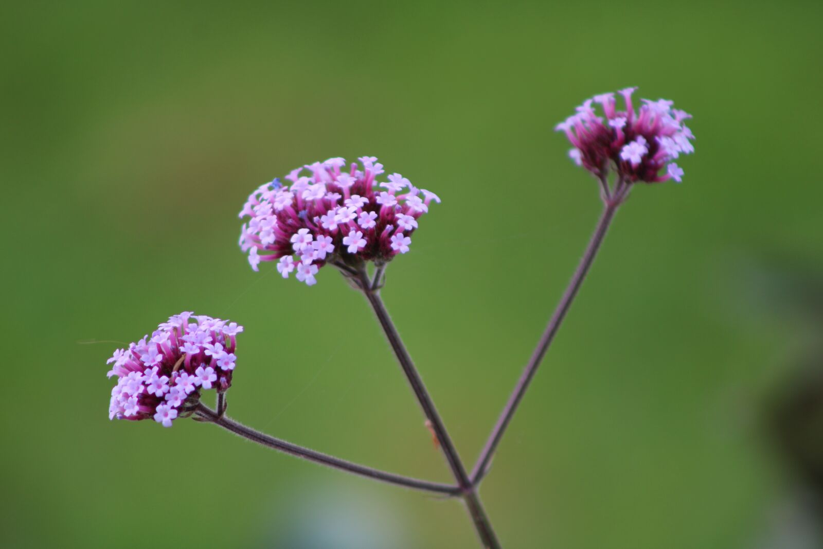 Canon EOS 2000D (EOS Rebel T7 / EOS Kiss X90 / EOS 1500D) sample photo. Verbena bonariensis, verbena, plant photography
