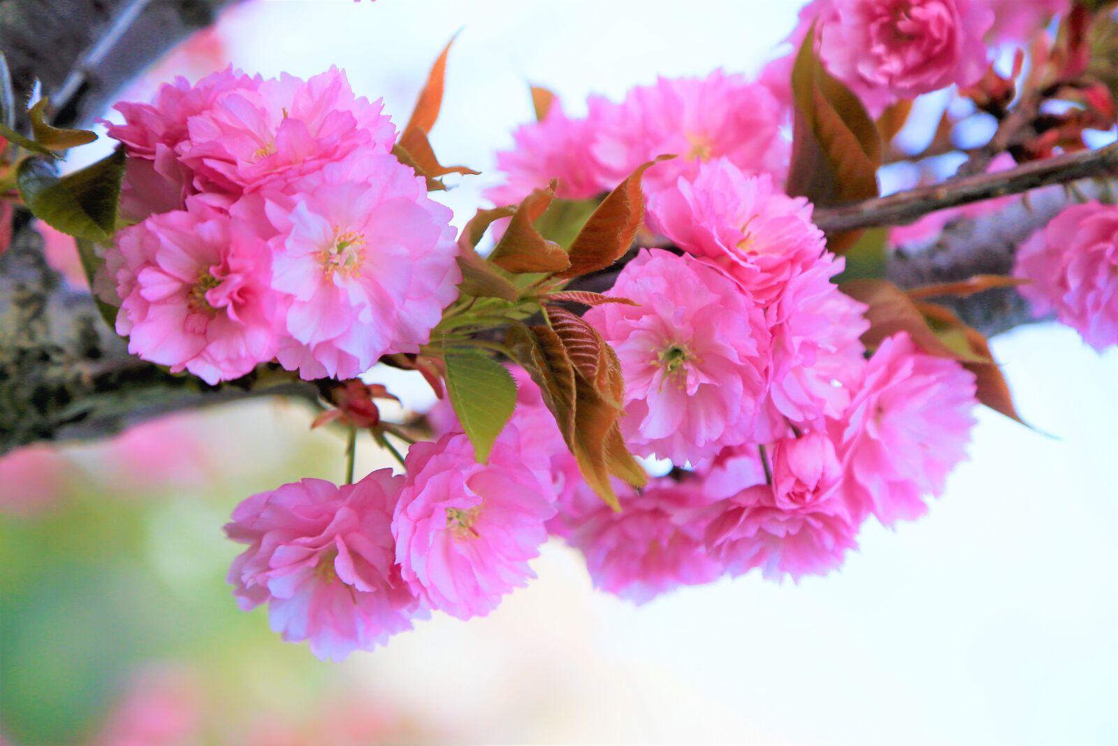 Canon EOS 5D Mark III sample photo. Flower, spring, nature photography