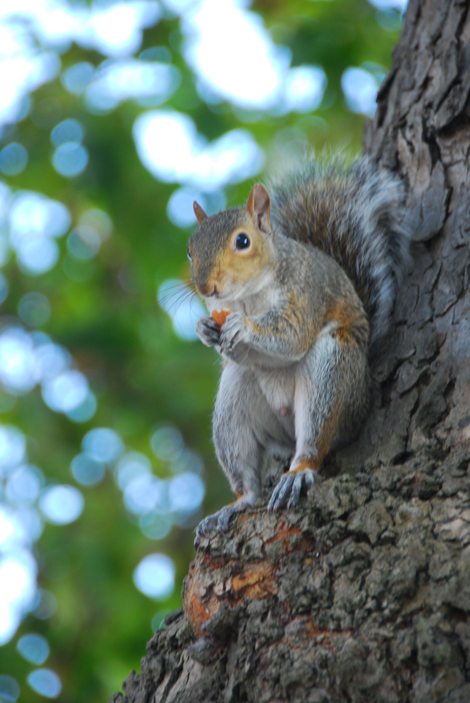 Nikon D80 sample photo. Squirrel, tree, rodent photography