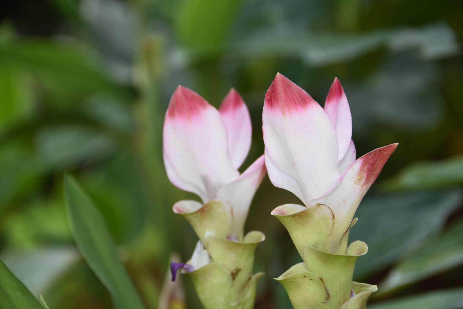 Nikon D7200 sample photo. Siam tulip, flower, white photography