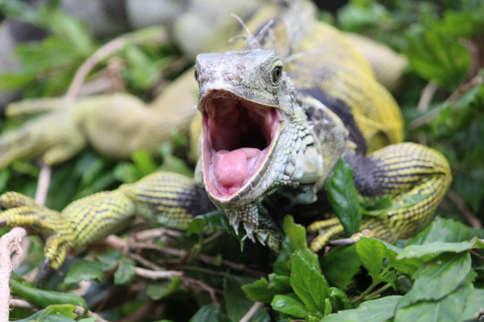 Canon EOS 650D (EOS Rebel T4i / EOS Kiss X6i) sample photo. Iguana, foot, dangerous photography