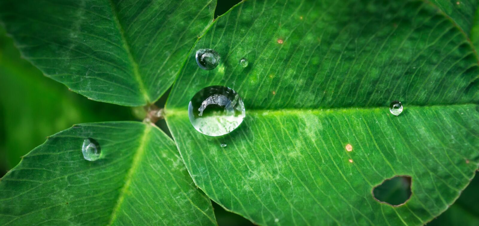 Sony Alpha NEX-5N + Sony E 30mm F3.5 Macro sample photo. Leaf, nature, green photography