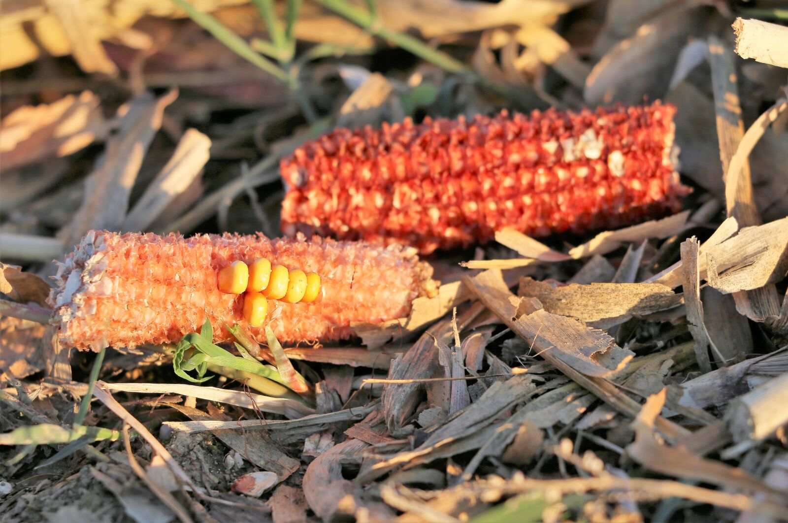 Canon EOS 6D sample photo. Corn, after harvest, field photography