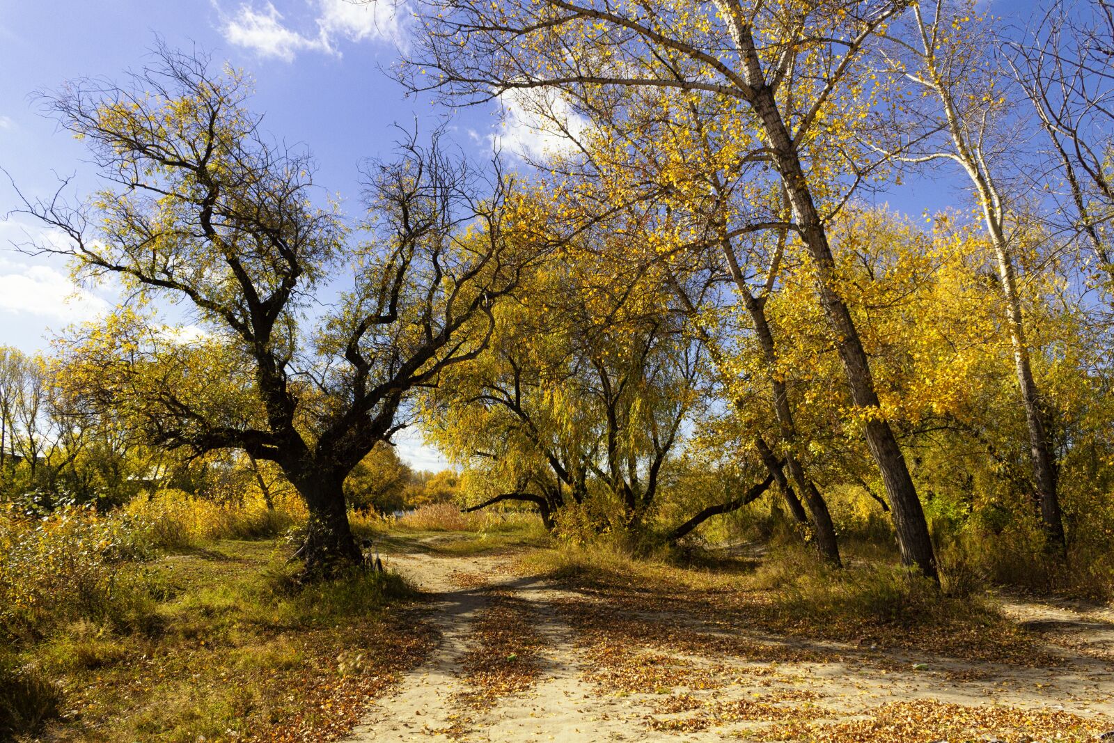 Canon EOS 600D (Rebel EOS T3i / EOS Kiss X5) sample photo. Landscape, trees, autumn photography