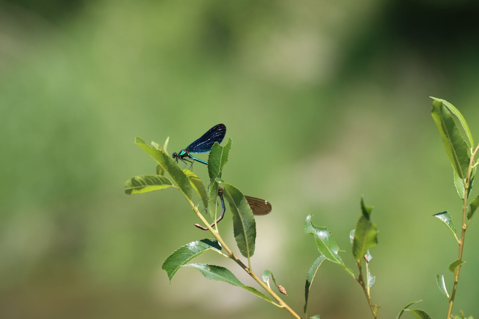 Canon EOS 90D sample photo. Dragonflies, river, pairing photography