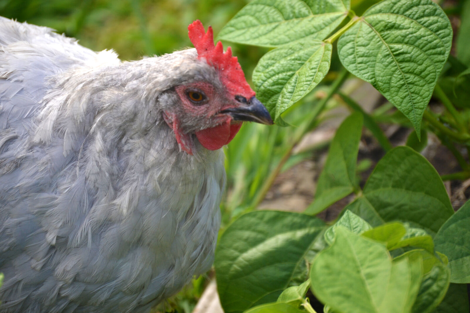 Nikon D3100 sample photo. Backyard, chickens, chicken, hen photography