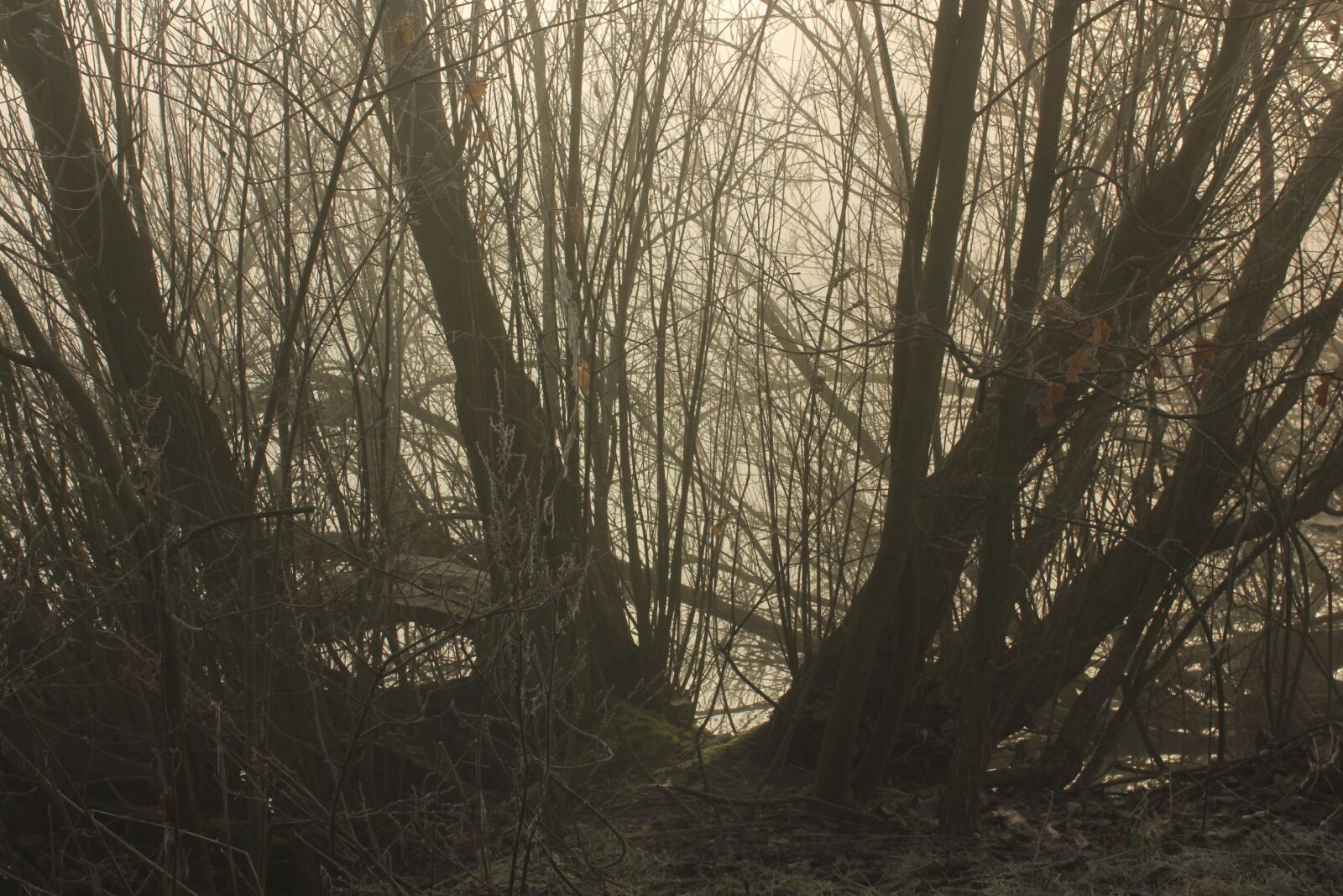 Canon EOS 550D (EOS Rebel T2i / EOS Kiss X4) sample photo. Fog, lake, sun photography