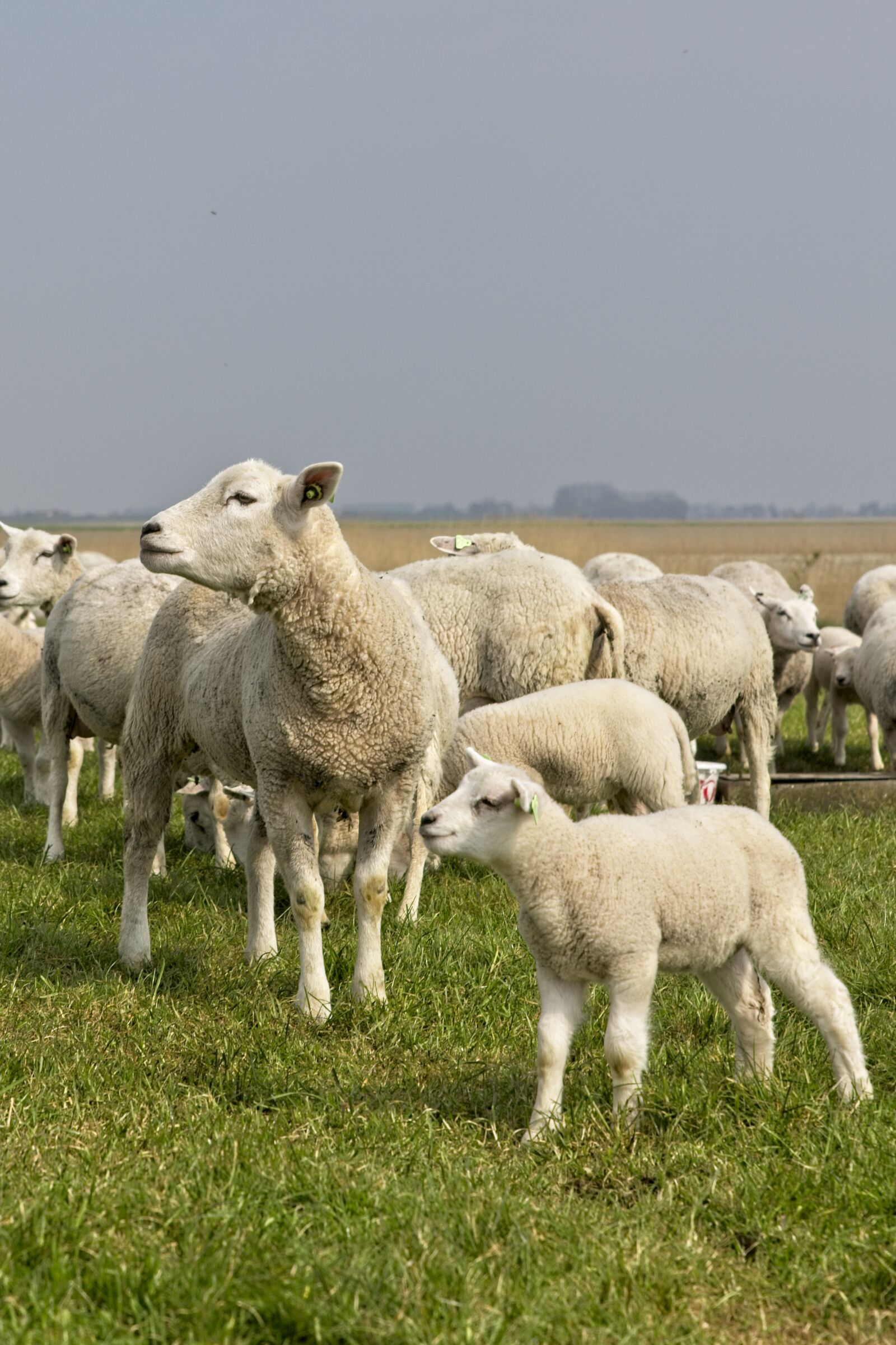 Canon EOS 6D Mark II sample photo. Sheep, lambs, herd photography