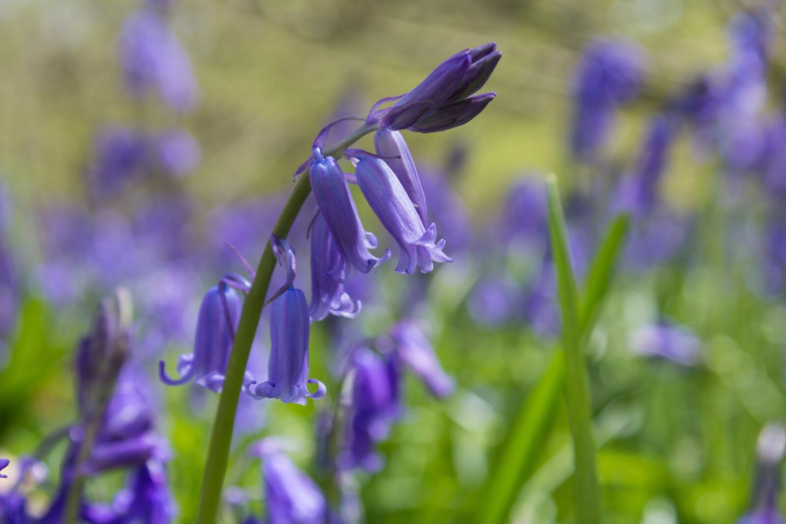 Canon EOS 600D (Rebel EOS T3i / EOS Kiss X5) sample photo. Bluebells, woods, english photography
