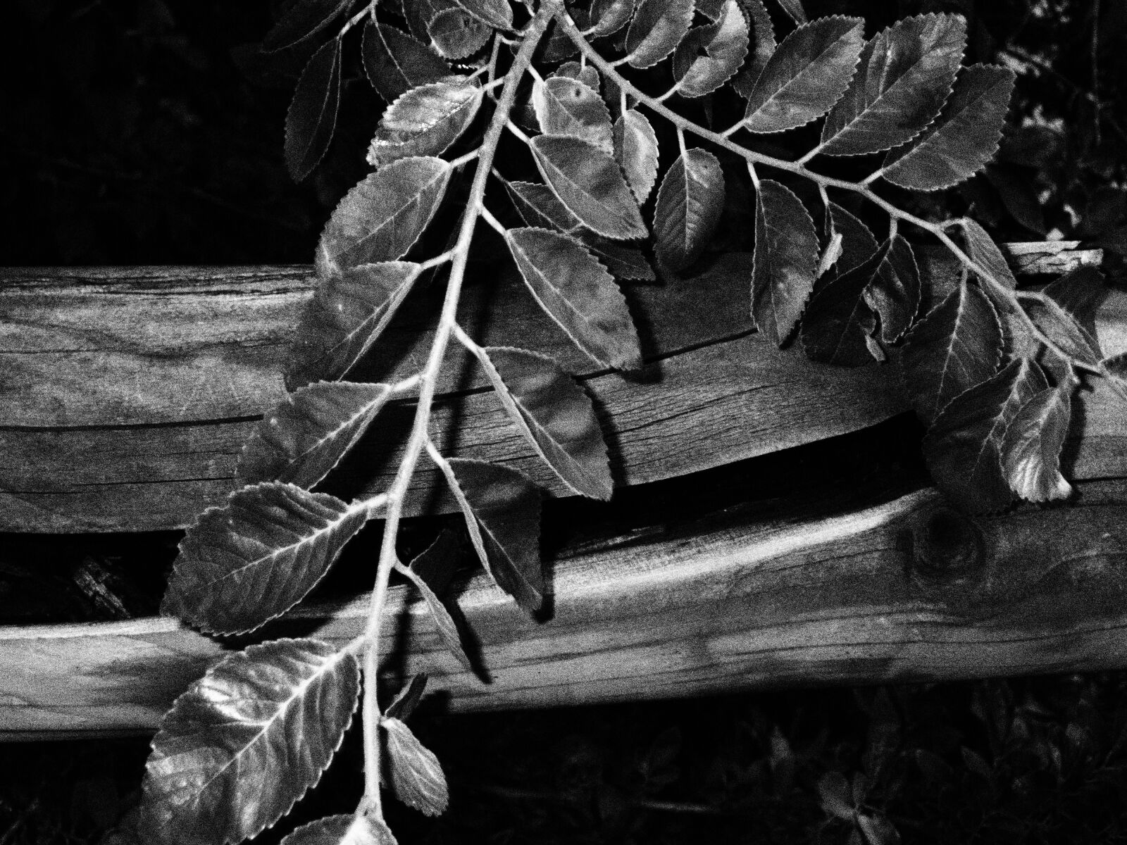 Olympus TG-6 sample photo. Tree, gray, nature photography