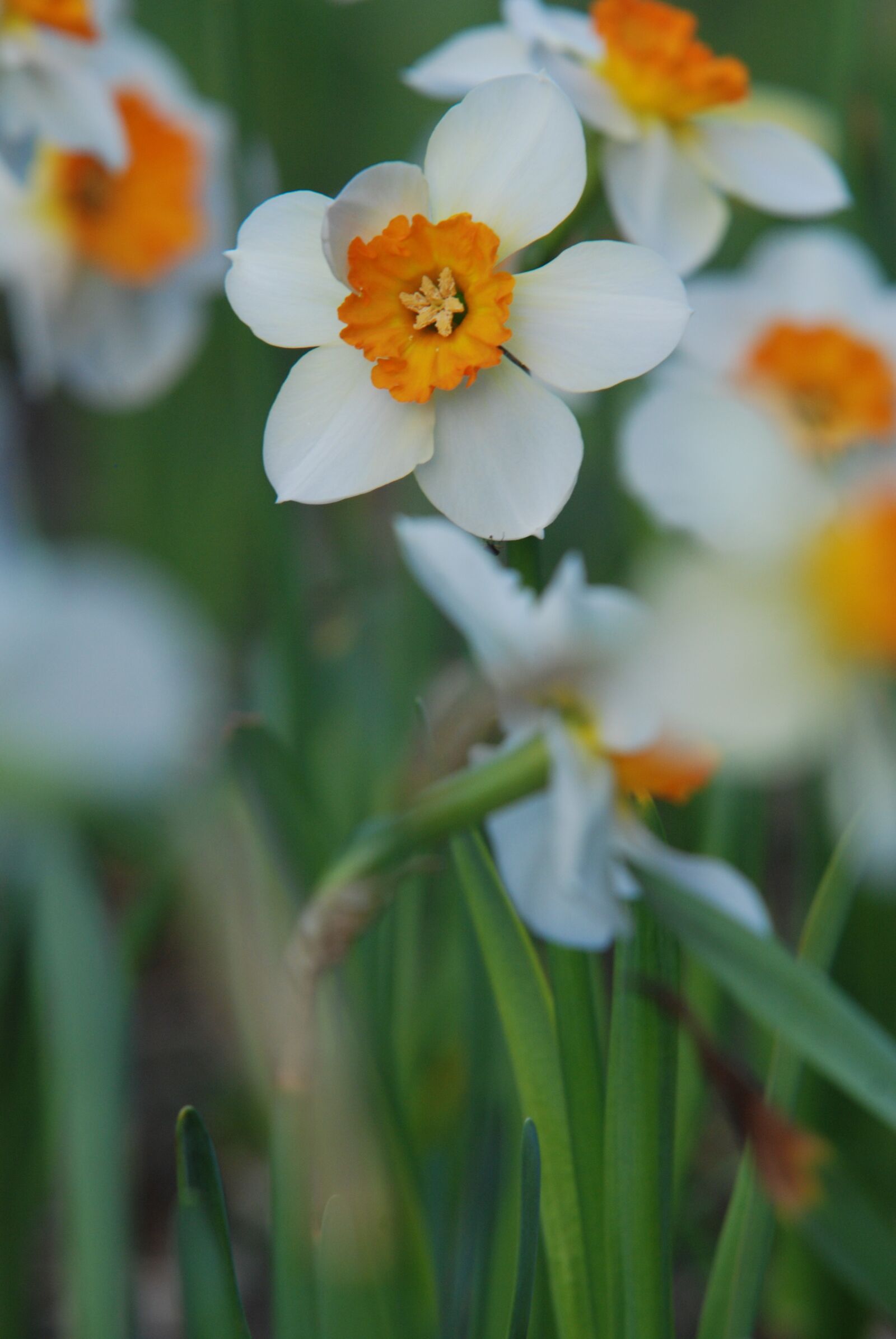 Nikon D40X sample photo. Narcissus, flower photography