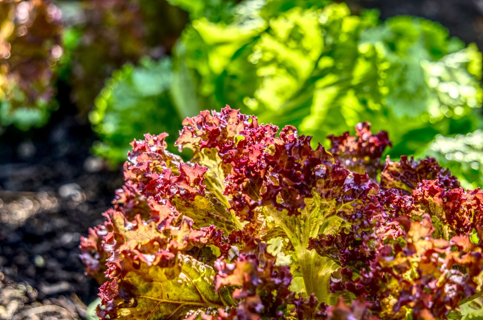 Sony a6000 sample photo. Salad, food, eat photography