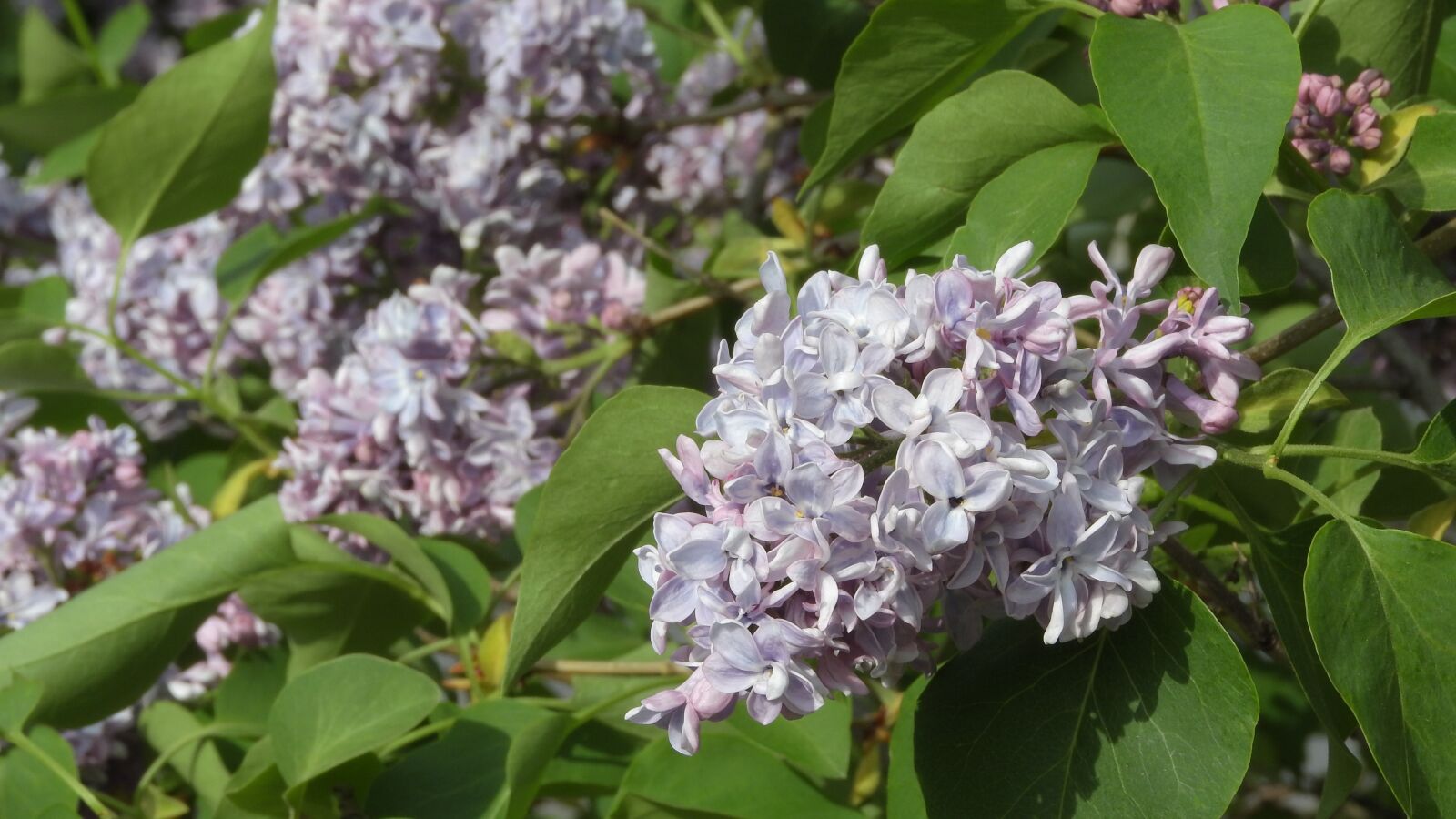 Nikon Coolpix P610 sample photo. Syringa, lilac, lilac shrub photography