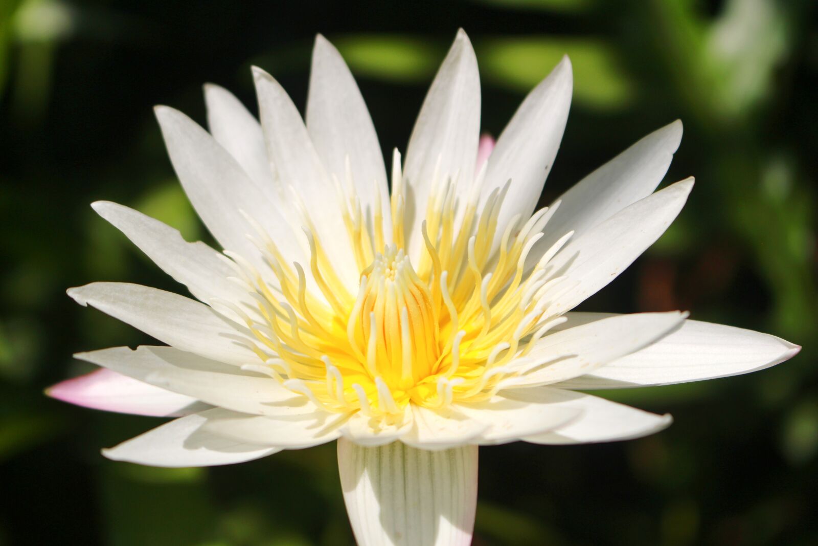 Canon EOS 100D (EOS Rebel SL1 / EOS Kiss X7) sample photo. Flower, white, lotus photography