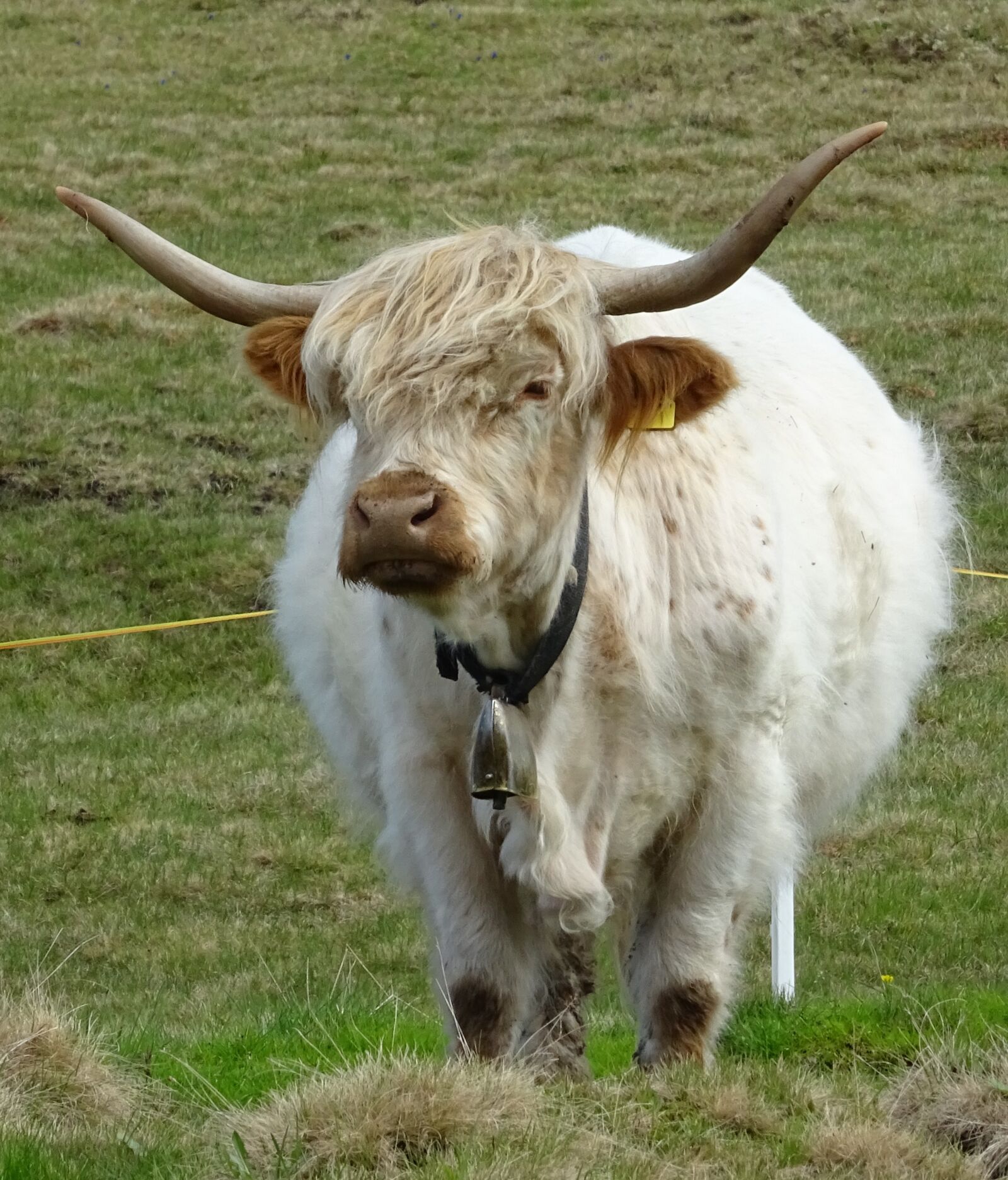 Sony DSC-HX60 sample photo. Highland beef, bull, graze photography