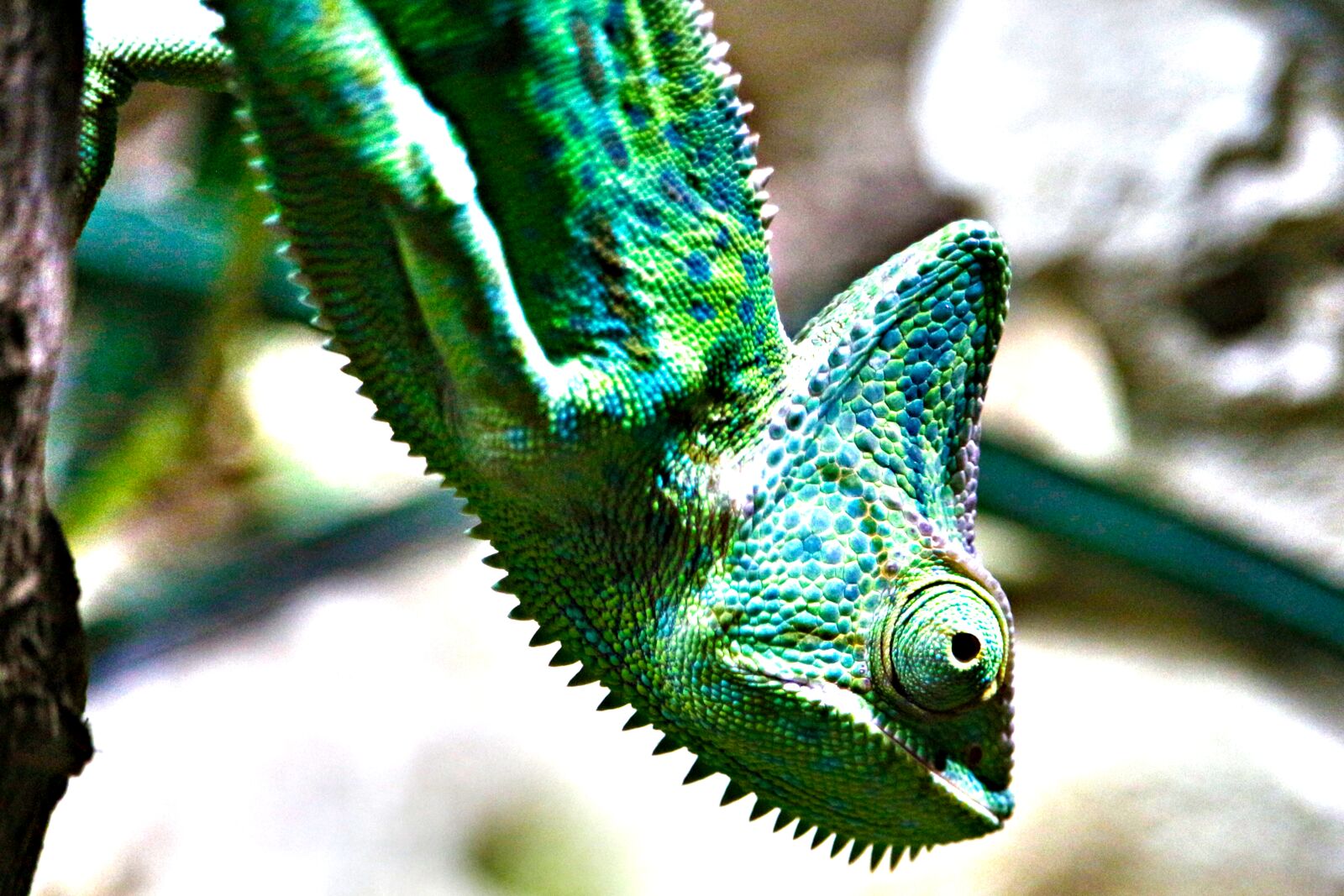 Canon EF-S 55-250mm F4-5.6 IS STM sample photo. Chameleon, yemen, terrarium photography
