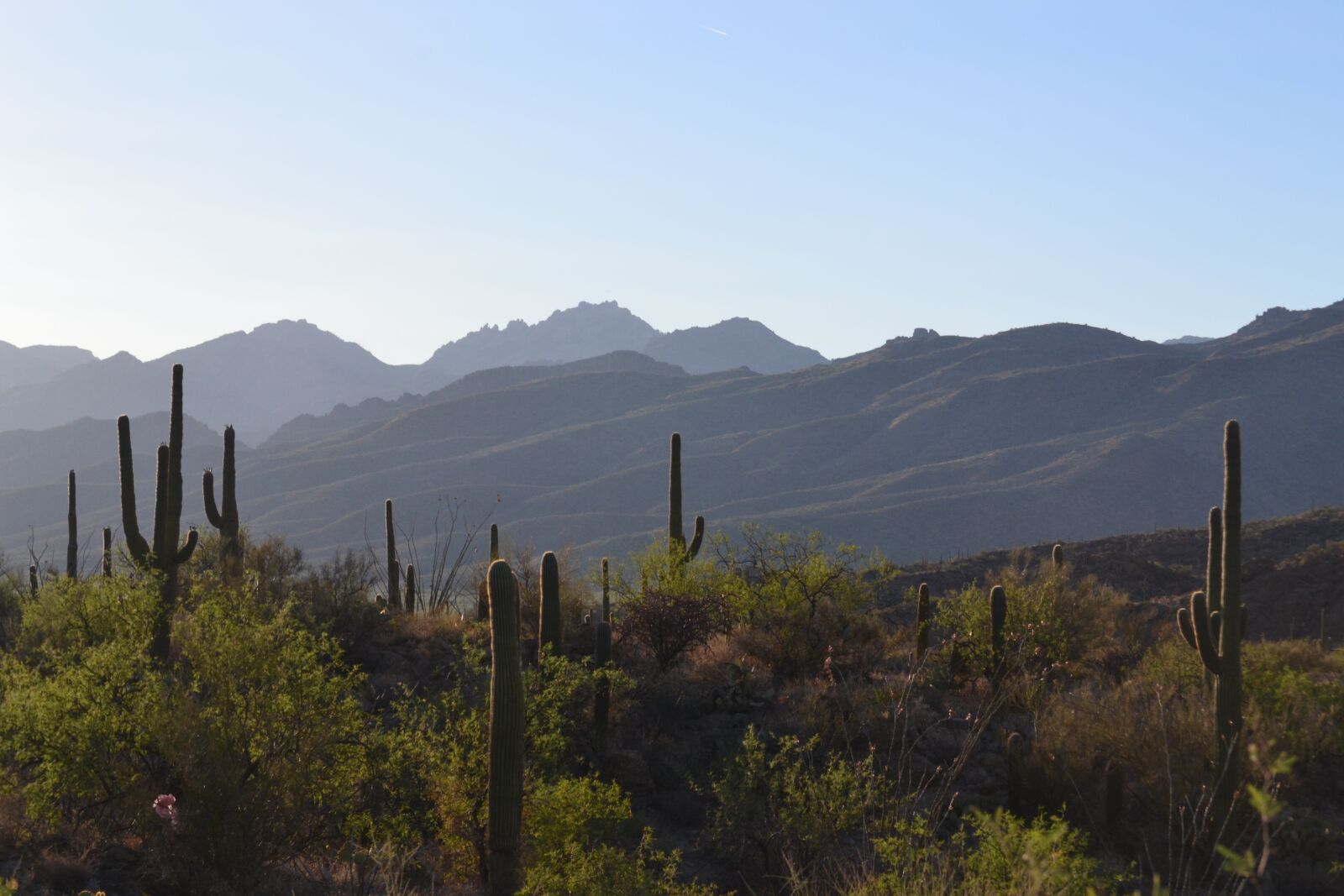 Nikon D3100 sample photo. Desert, landscape, saguaro photography