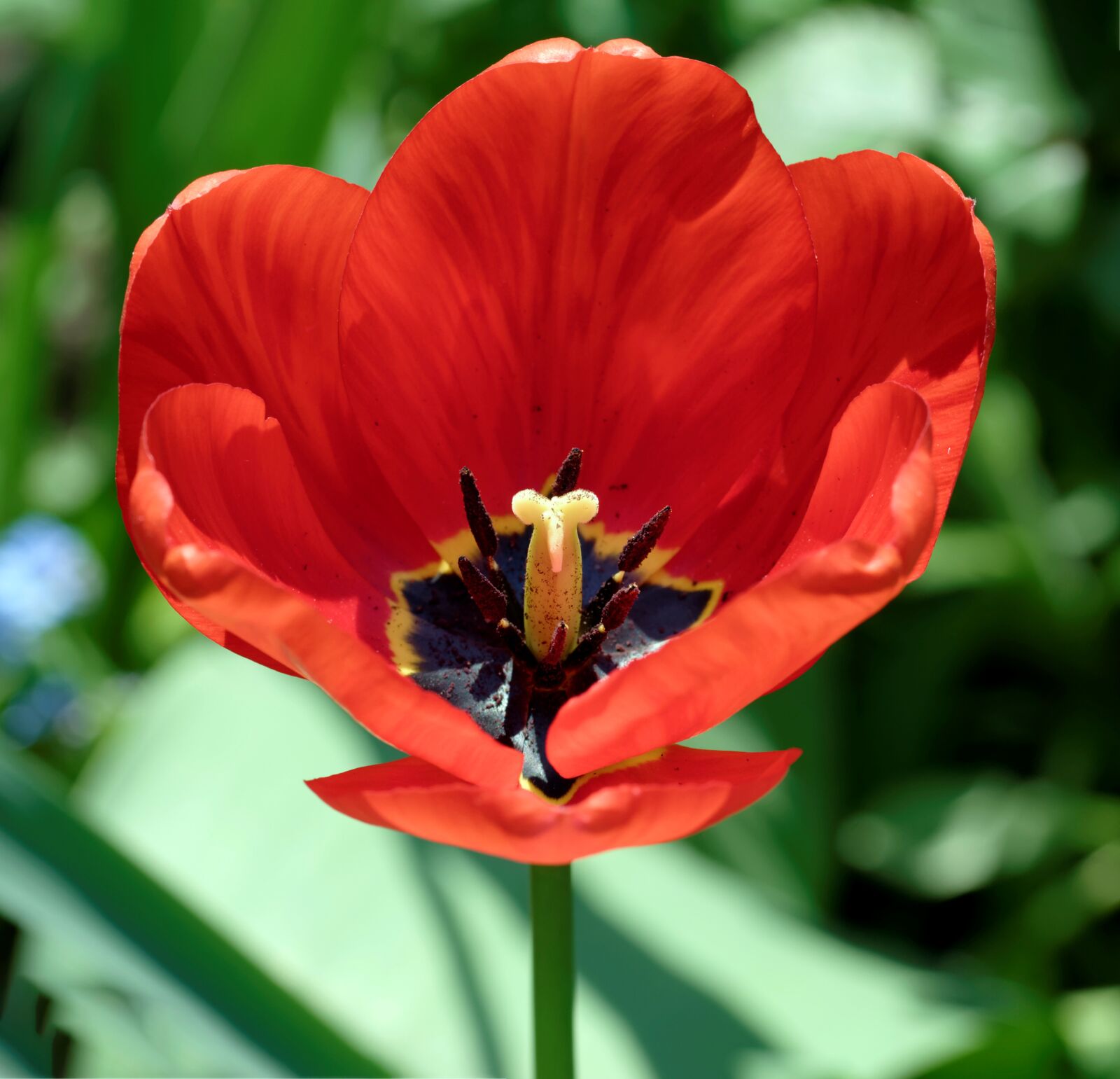Nikon D5300 sample photo. Flower, tulip, the petals photography