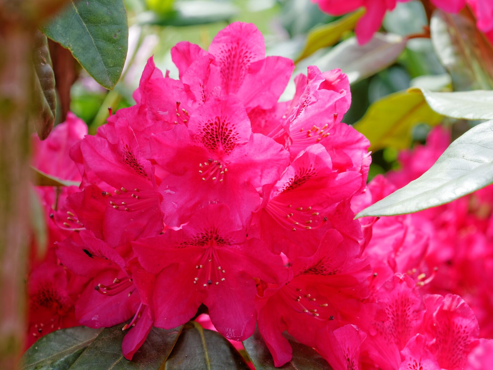 Nikon D300S sample photo. Flower, plant, color photography