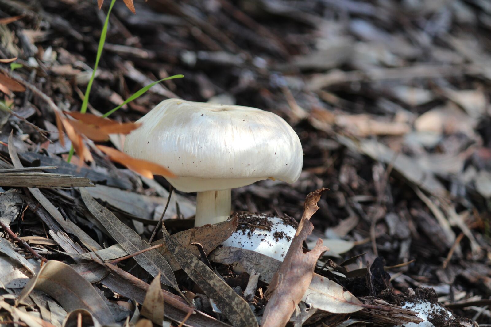 Canon EOS 600D (Rebel EOS T3i / EOS Kiss X5) + Canon EF-S 55-250mm F4-5.6 IS sample photo. Mushroom, falls, hiking photography