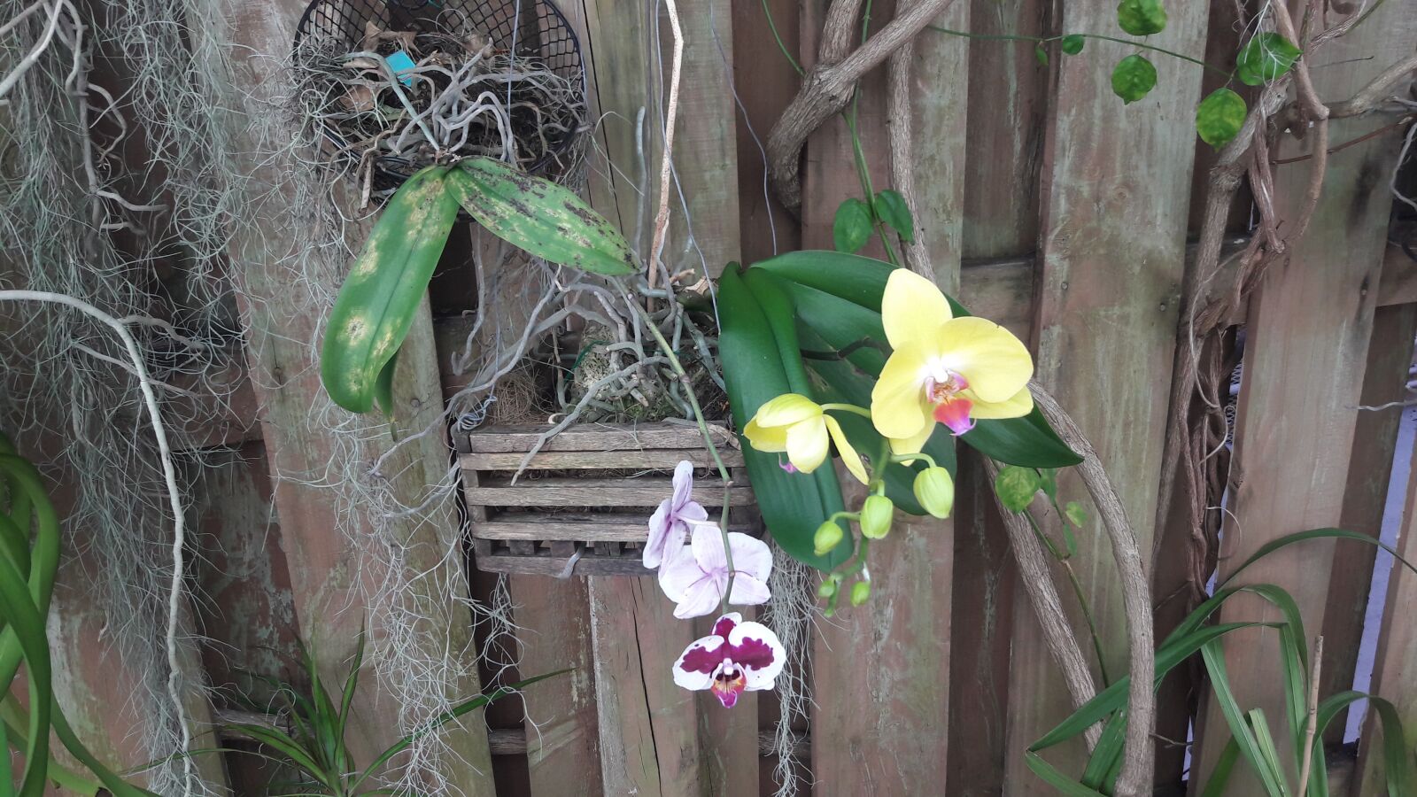 Samsung Galaxy J7 sample photo. Orchids, yellow orchids, white photography