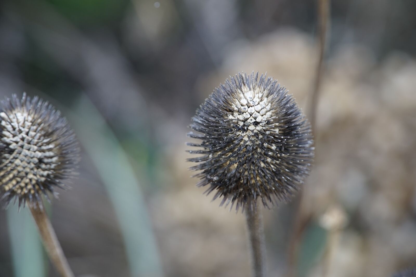 Sony a7R II sample photo. Cone flower, winter, plant photography